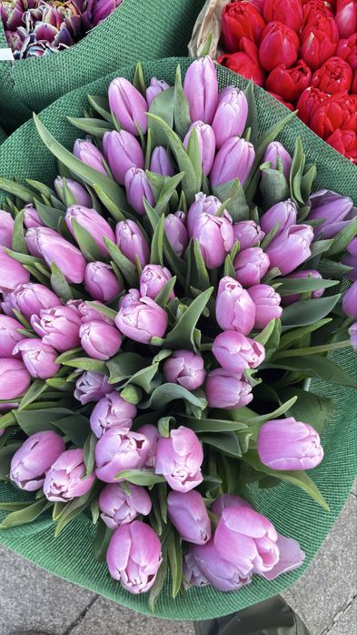 Тюльпаны оптом |300/в пачке 20 штук /
