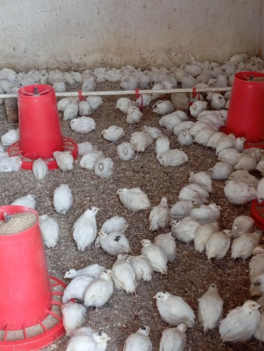 Бедана сотилади   дона оптом