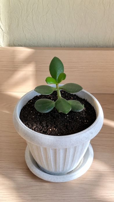 Продам денежное дерево