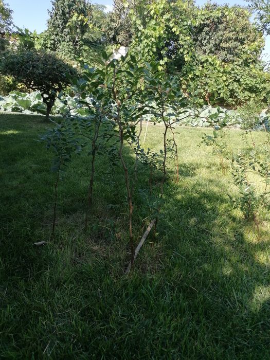 Хинап - фиданки, разсад