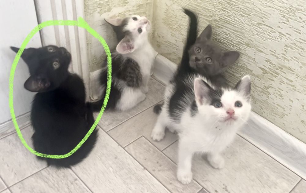 котята в добрые руки! мальчики 1.5-2 месяца