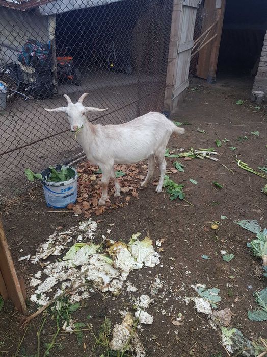 Продавам англонубийски пръч и коза