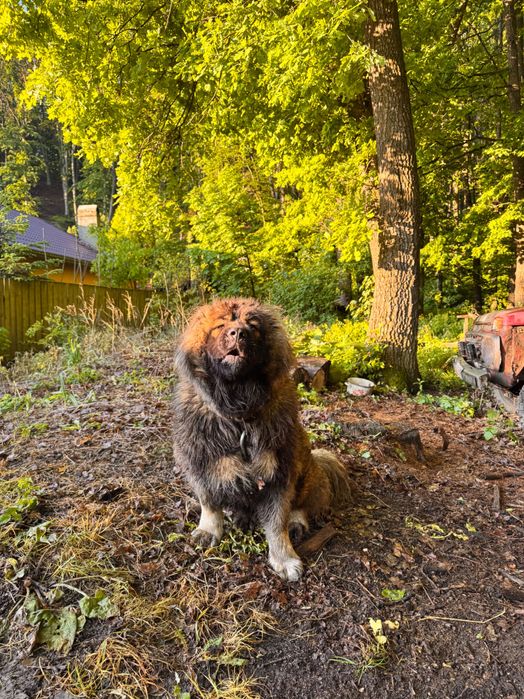 Femela ciobănesc caucazian