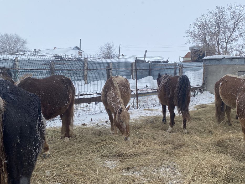 Сатылымда биелер бар келіп тандаа алыныздар