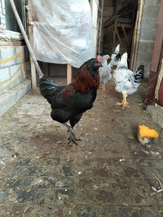 Петухи домашние продам