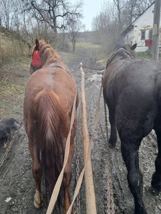 De vânzare armăsar