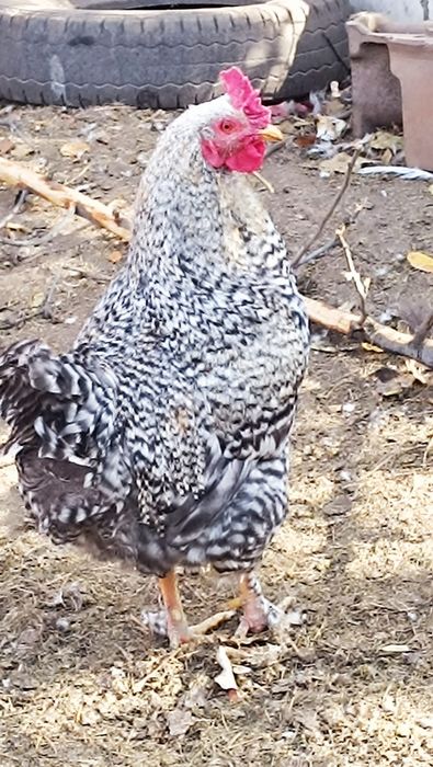Петух на племя молодой