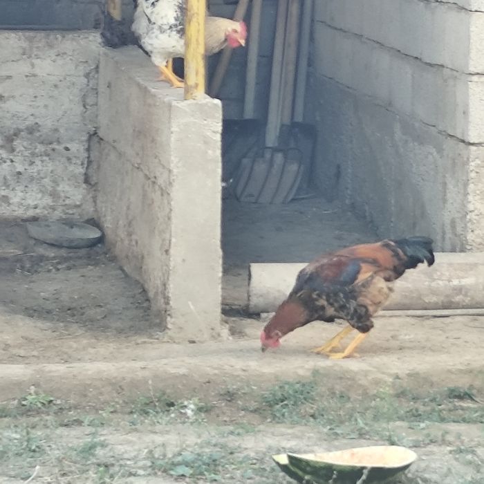 Қораз, Әтеш, Петух