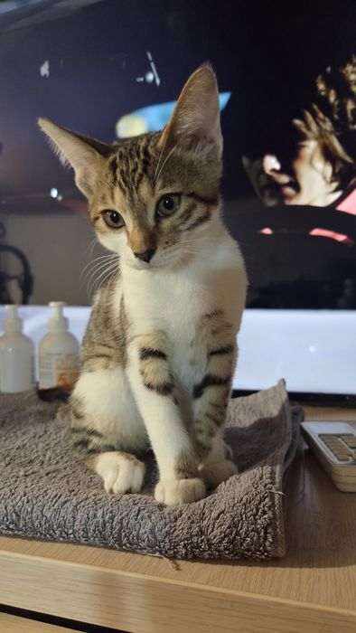 Отдаем котят в добрые руки
