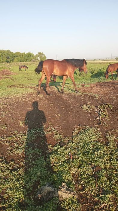 Продаю жабагы с жеребёнок