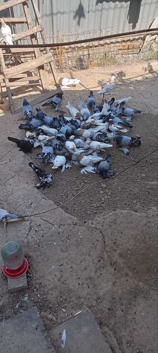 голубь породы: капкан-чини, сочи, уды, Тасман.Продаются.