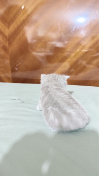 Британцы котята