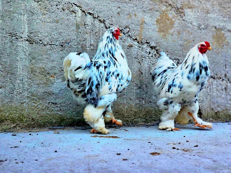 Брама Далматинец қораздары сатылады