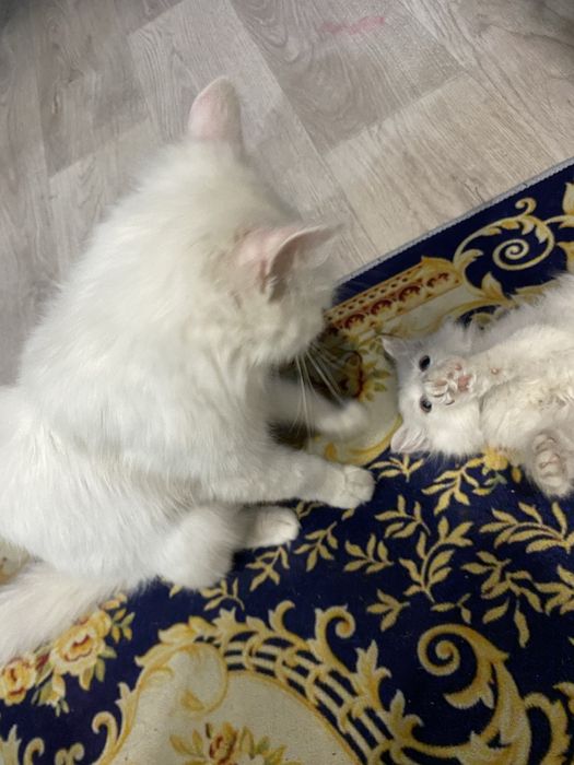 котёнок в добрые руки! мальчишка