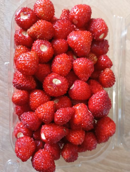 Vând fragi de cultura 2025