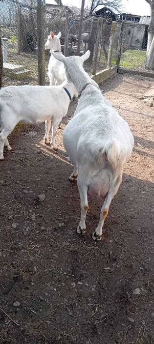 Tap Saanen si doua iedute