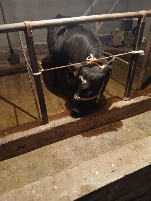 Байлау тана сатылады.