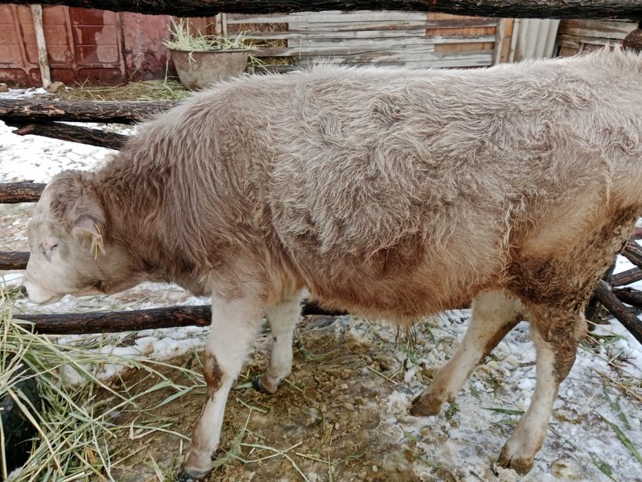 Продаю бычков !!