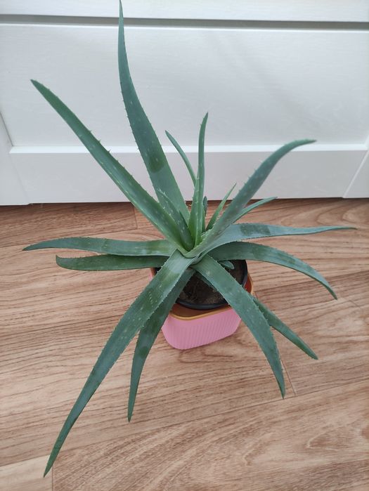 Алоэ лечебное  2500      .