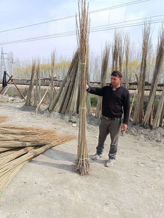 Yashil makon uchun terak koʻchat