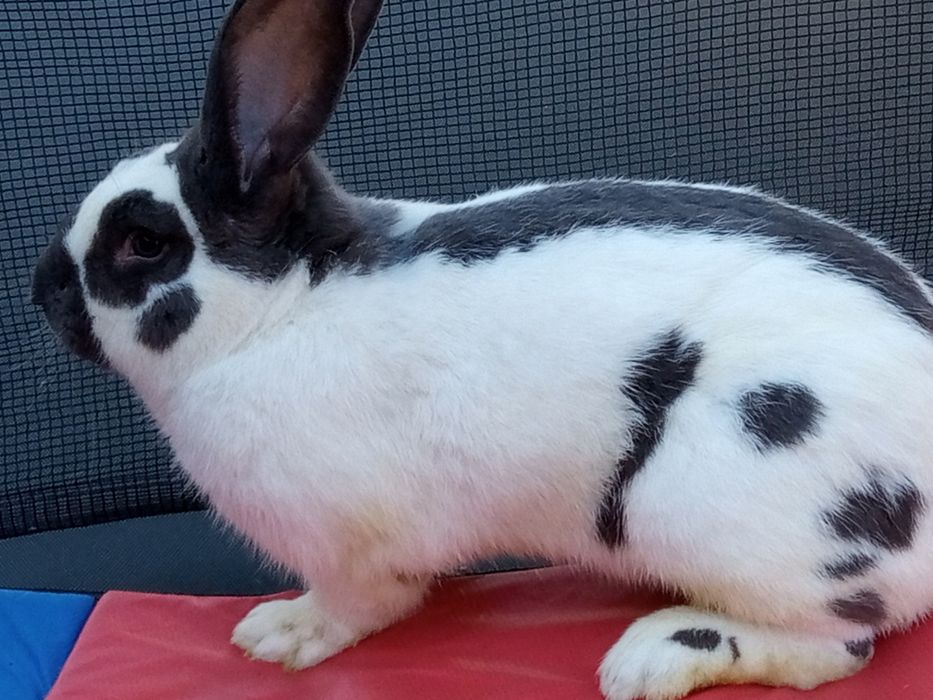 Iepure de rasa de vânzare