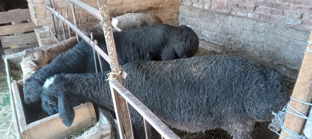 Qo'chqor/Кучкорлар