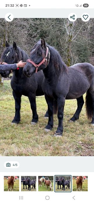 Vand doi manji blânzi!