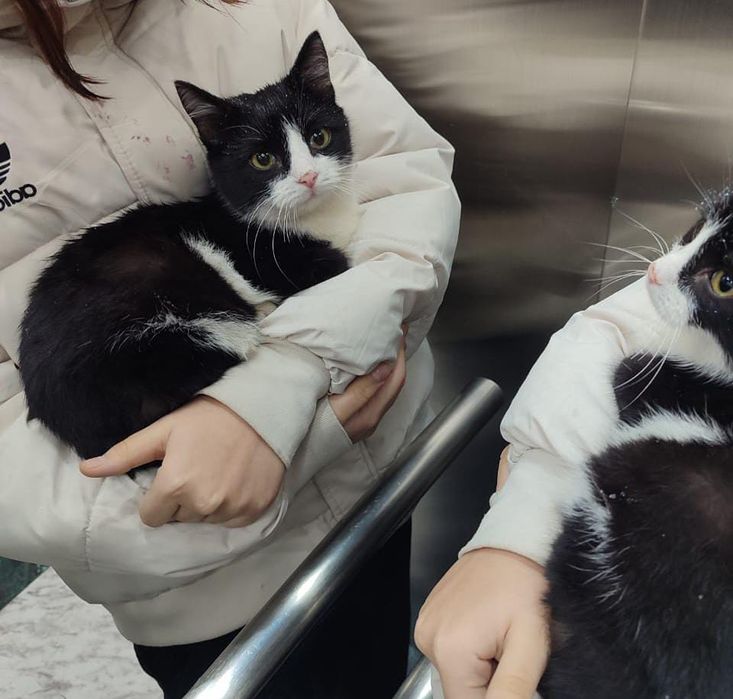 Отдам кота в хорошие руки