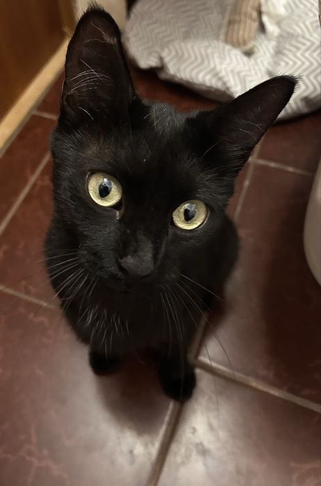 Кошка, мать ГЕРОИНЯ