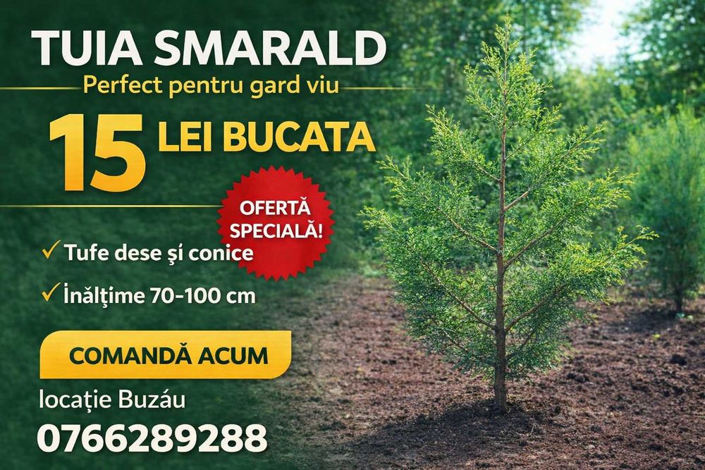 Tuia Smarald 70-100cm 15 lei