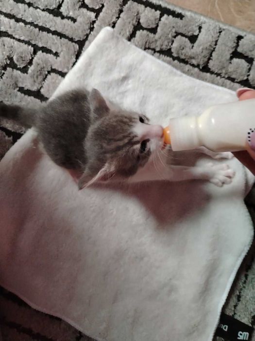 Котета търсят дом