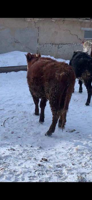 Қашар сатылады. Екі жасар