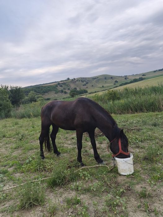 Vînd iapă de 3 anii blîndă iapa nu zvîrle ie cuminte trage foarte bine acest ori ce probă