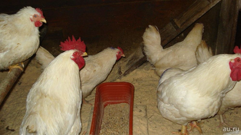 Продам куры леггорн