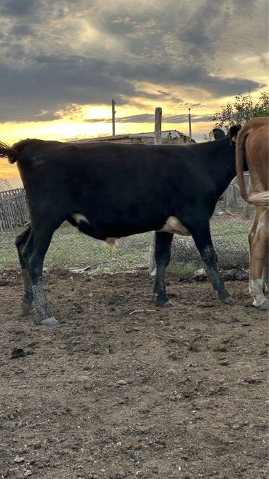 Бұқалар сатылады