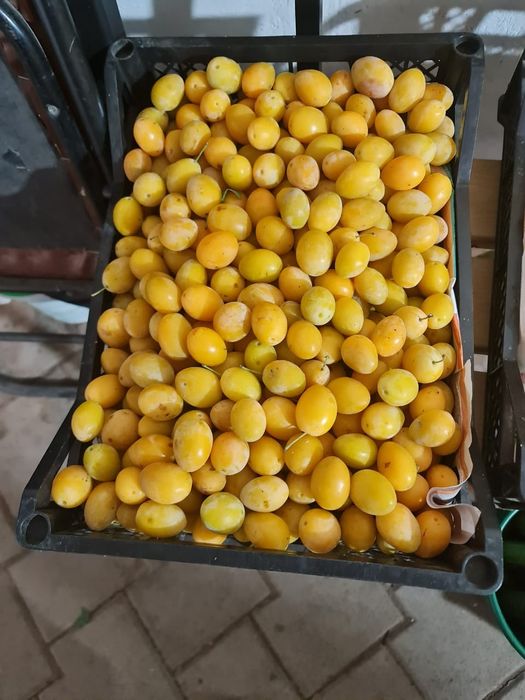 Продам домашнюю сливу