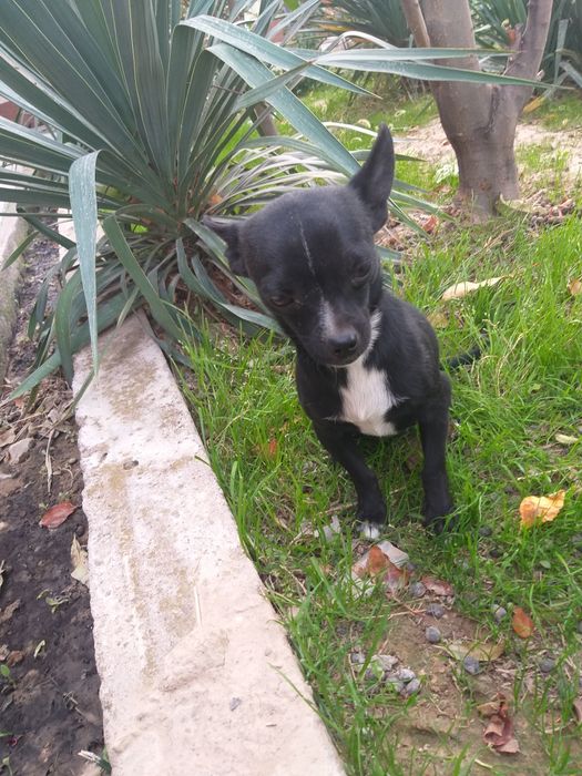 Продам чихуахуа свет чёрны