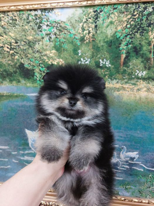 Милые малыши шпица