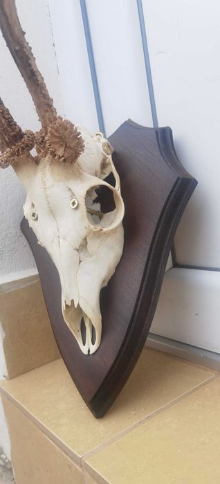 Panoplii trofeu vânătoare căprior