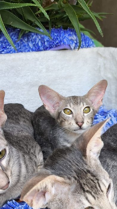 Очень Редкие ГОЛУБЫЕ ( леопардовые )  Ориенталы