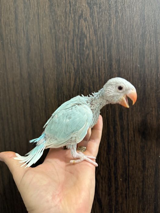 Papagali vorbitori micul alexandru pui 2025 alexander