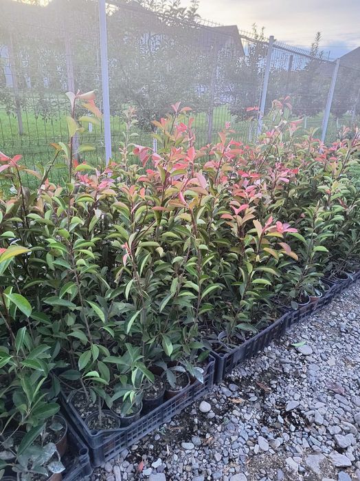 Photinia red robin gard viu 40cm /70cm