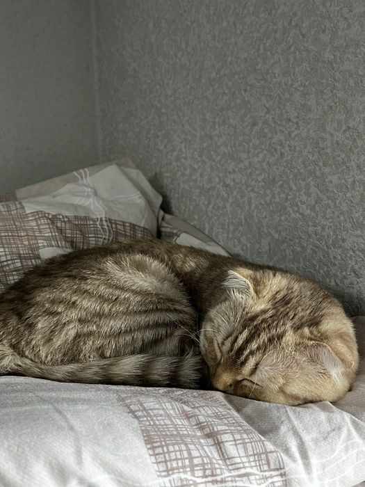 Отдам кошку в хорошие руки