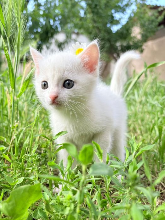 Отдам котят в добрые руки
