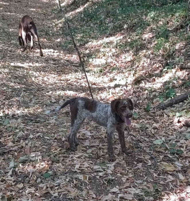 Лагото романьоло работещо