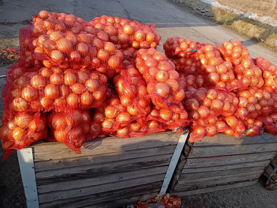 Ceapă calitate 1 -1.4lei  kg morcov 1.5 lei kg