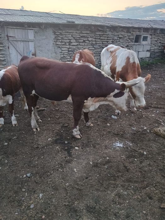 Продам КРС МРС Лошади МТЗ80
