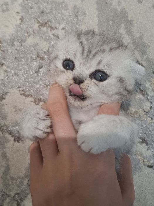 Девочка шиншилла scottish fold