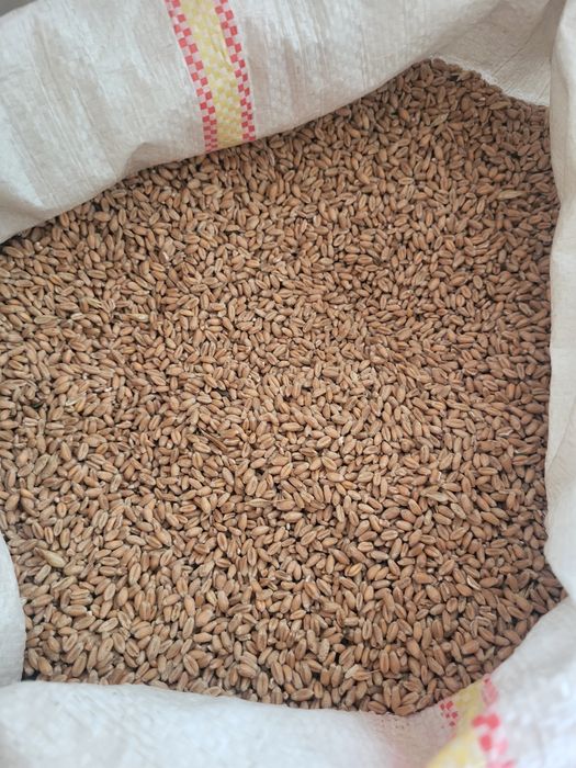 Boabe , grau , tarate , uroaie , mazare ,srot soi, srot floare