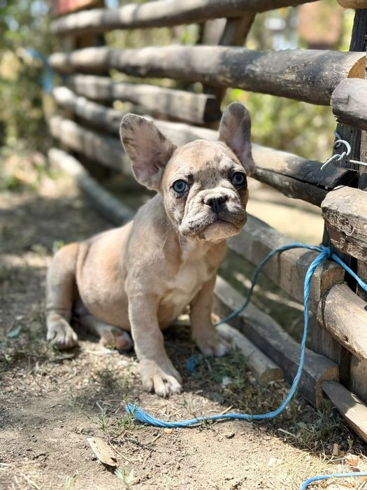 Bulldog francez fetita, ochii albastrii